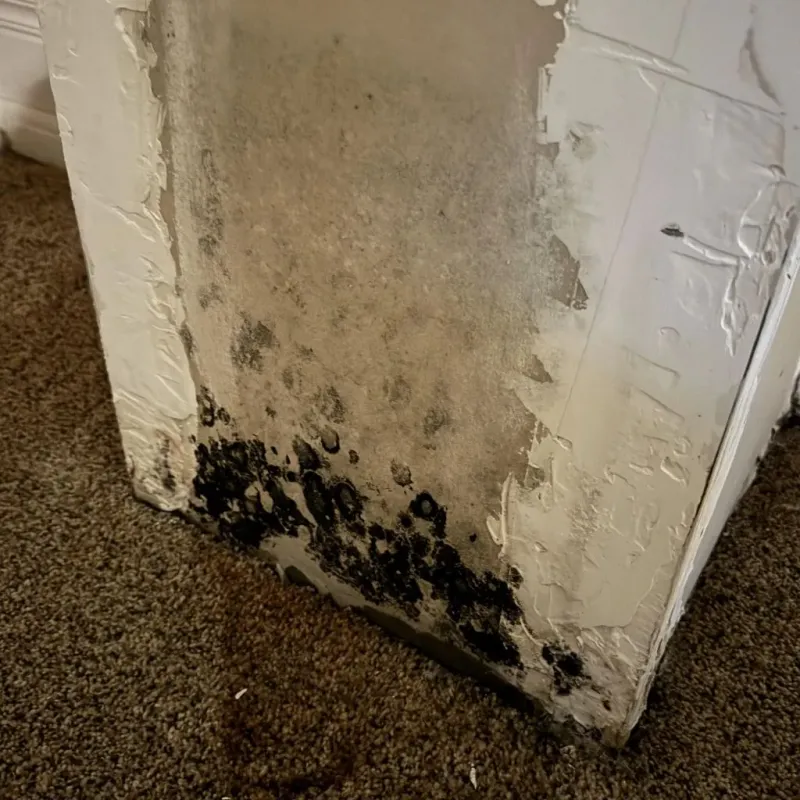 Professional Mold Removal in Mount Olive, IL